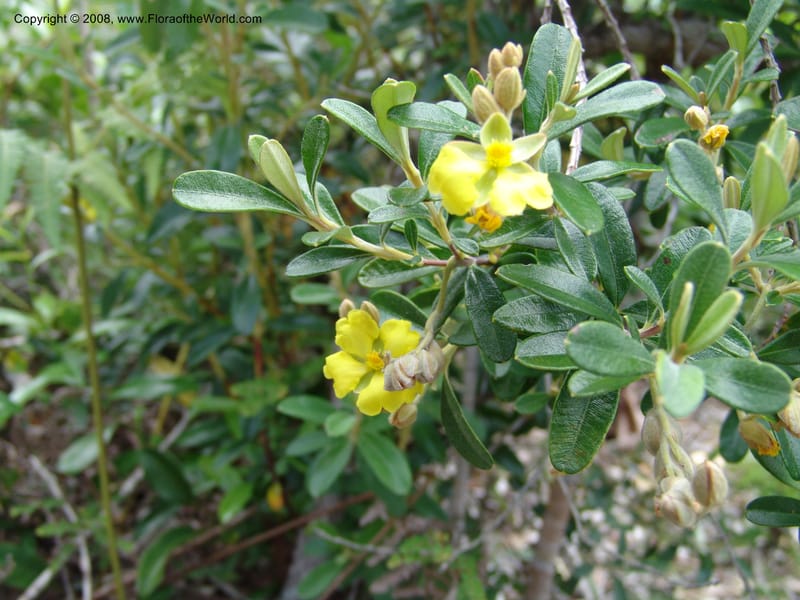 Hibbertia coriacea, not coll.--Madagascar. Prov. Toliar. Mandena Centr. Res Ecol. 19 Jan 06. 099.jpg