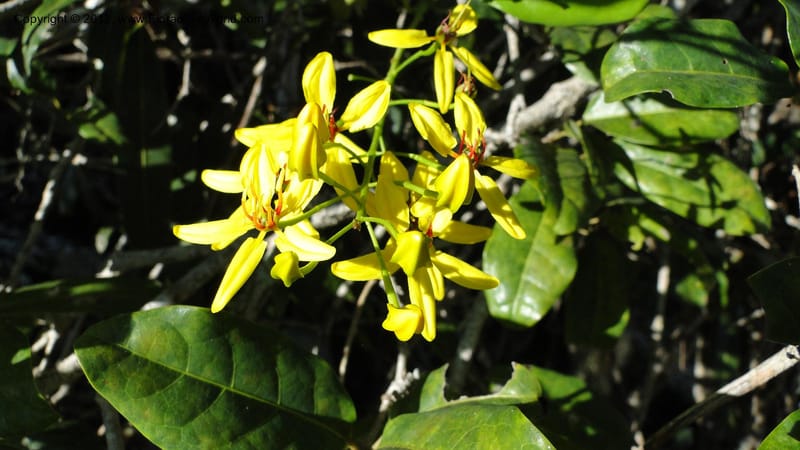 Tristellateia madagascariensis, N. Manjato 157--Madagascar. Mania River. 1 May 2010 068.jpg
