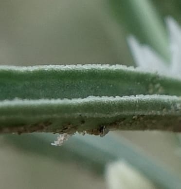 Enicostema axillare., L. Nanyeni 1275--Namibia. Hwy D2859. Odom 418. 30 March 2018. DSC04324 (198).JPG