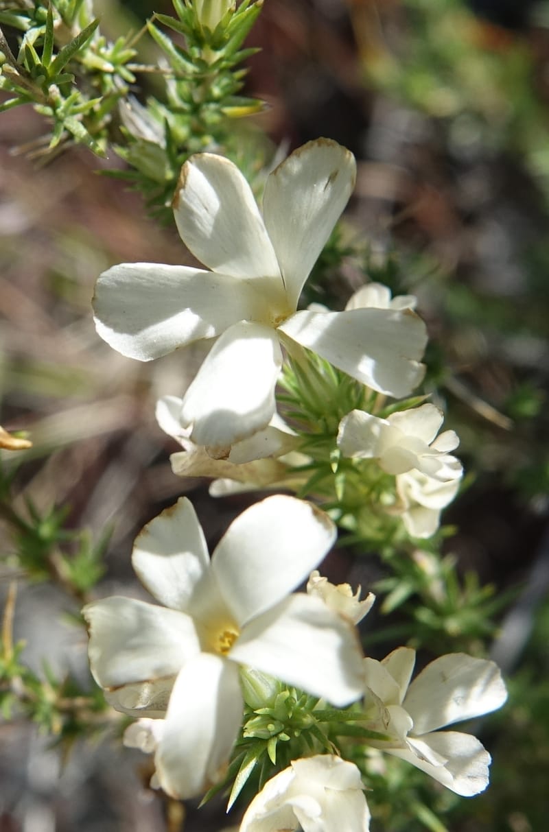 Leptodactylon pungens, C. Davidson 13670--ID. Hwy 20 W of Arco. Open basalt flow. 18 Jun 2017. DSC02519 (86).JPG