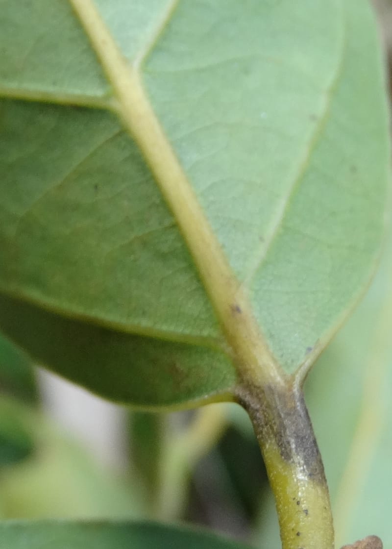 Cryptocarya, Lowry, P 7340--Fiji. Vesidrua Vill. 5 Nov 2015. DSC09215 (127).JPG