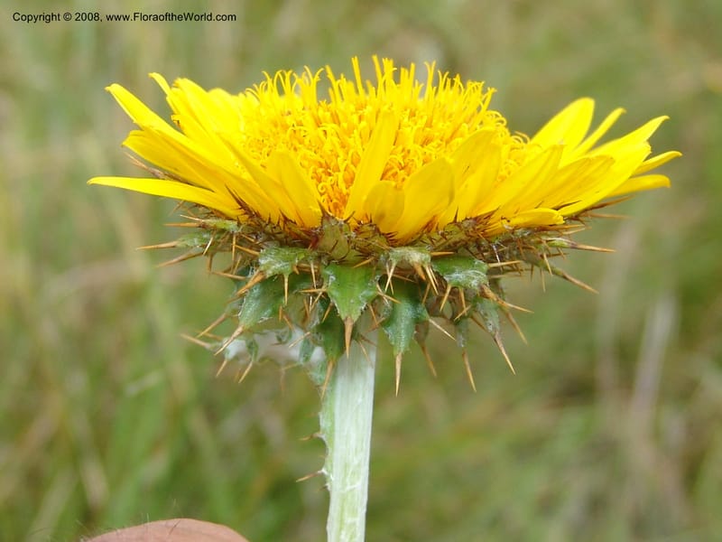 Berkheya--So.Africa. E. Cape. Waringham Farm, Quanti Area, Stut. 8 Mch 05. 397.jpg