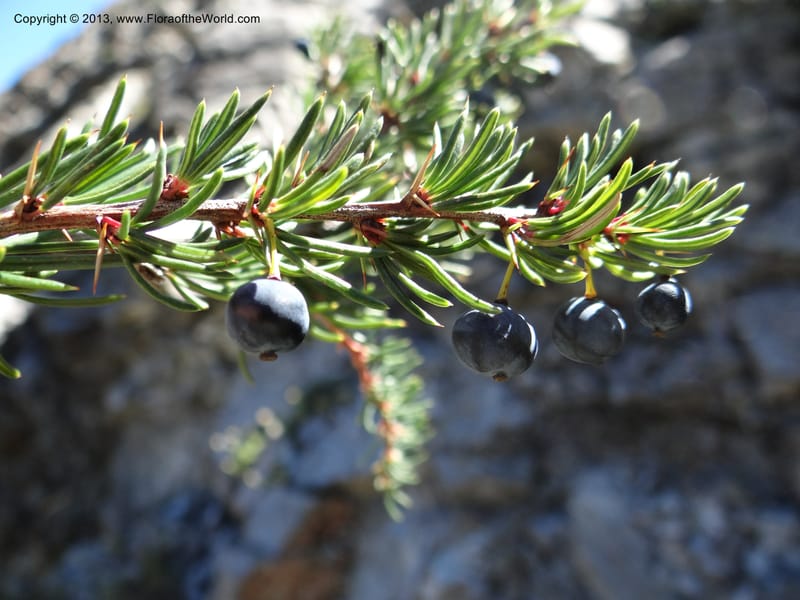 Berberis empetrifolia, WDS 34128--Chile. P.N. Laguna del Laja. Ski lodge. 18 Feb 2013. DSC01783 (182).JPG
