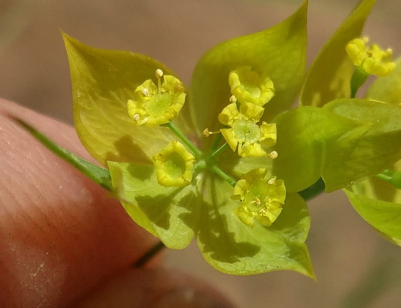 Bupleurum--Kurdistan. Tawailla. Stop 3. 22 May 2013. DSC04827 (10a).JPG