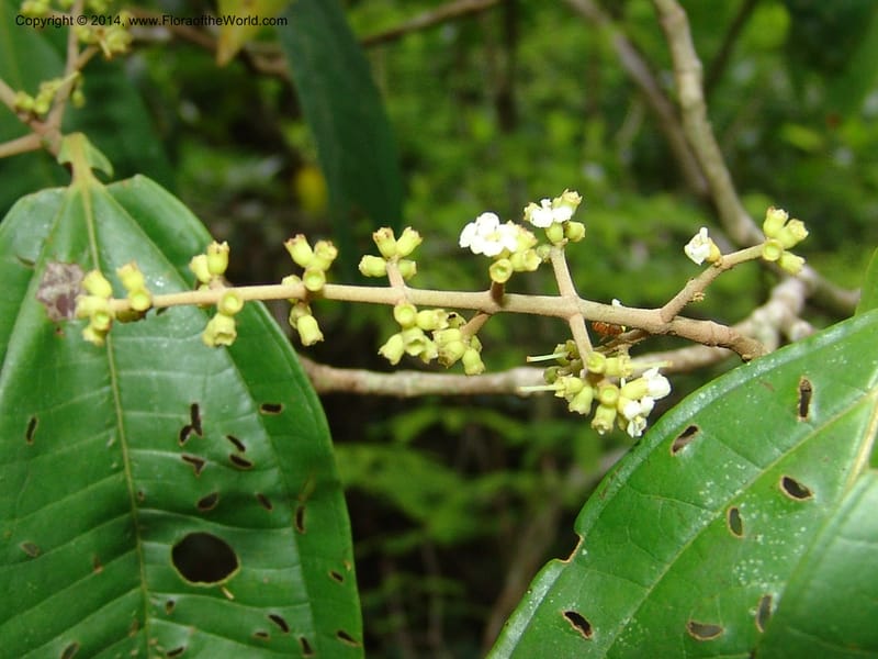Miconia, Farfan 678--Peru. Edo. Madre de Dios. ACEER Res. Ctr. Mango Trail.18 Oct 05. 150.jpg