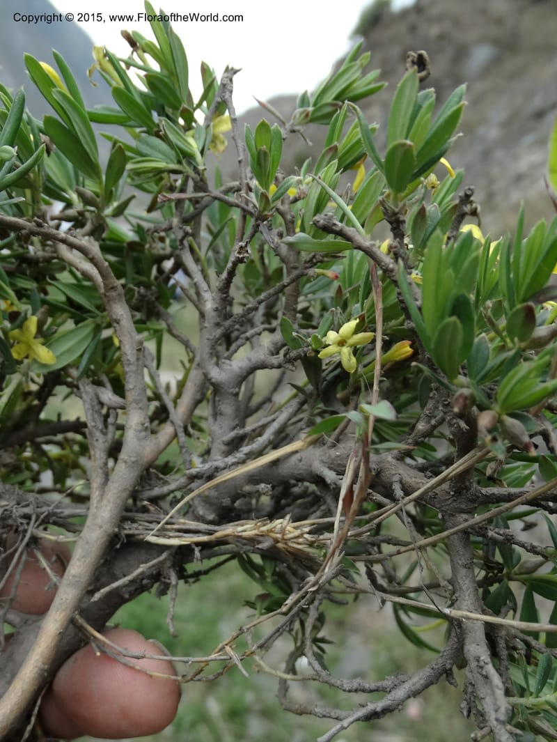Wikstroemia, Boufford, D 43598--China. Sichuan. Yonghe Village. 6 May 2014. DSC04110 (35).JPG