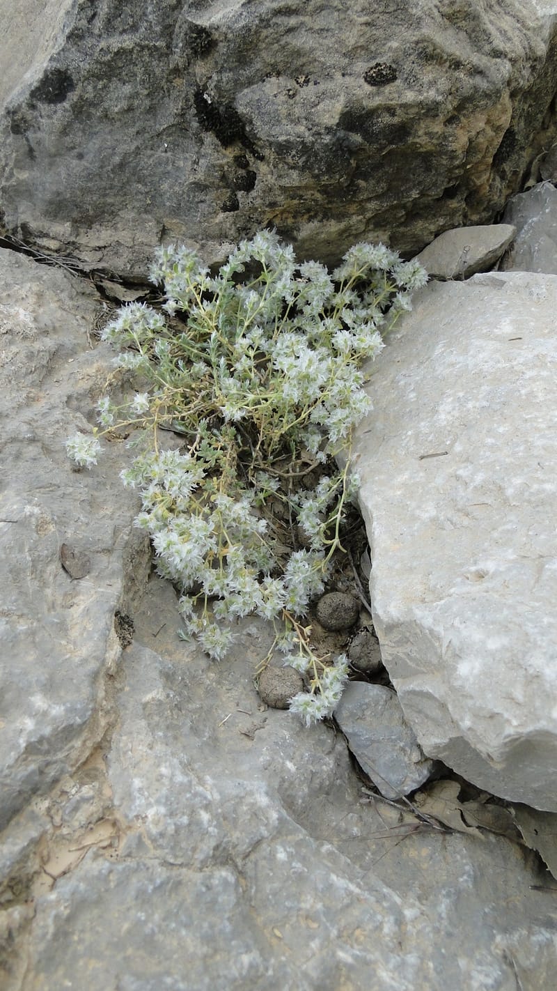 Paronychia kurdica, A. G. Miller 120.6--Iraq. Kurdistan. Shakh-i Pira Magun. 9 June 2010. 265 (18).jpg