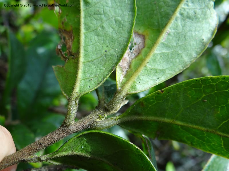 Pyrenaria diospyricarpa, VC 5500--Thailand. Chiang Mai. Doi Inthanon N. P. 8 Nov 2012. DSC07747 (195).JPG