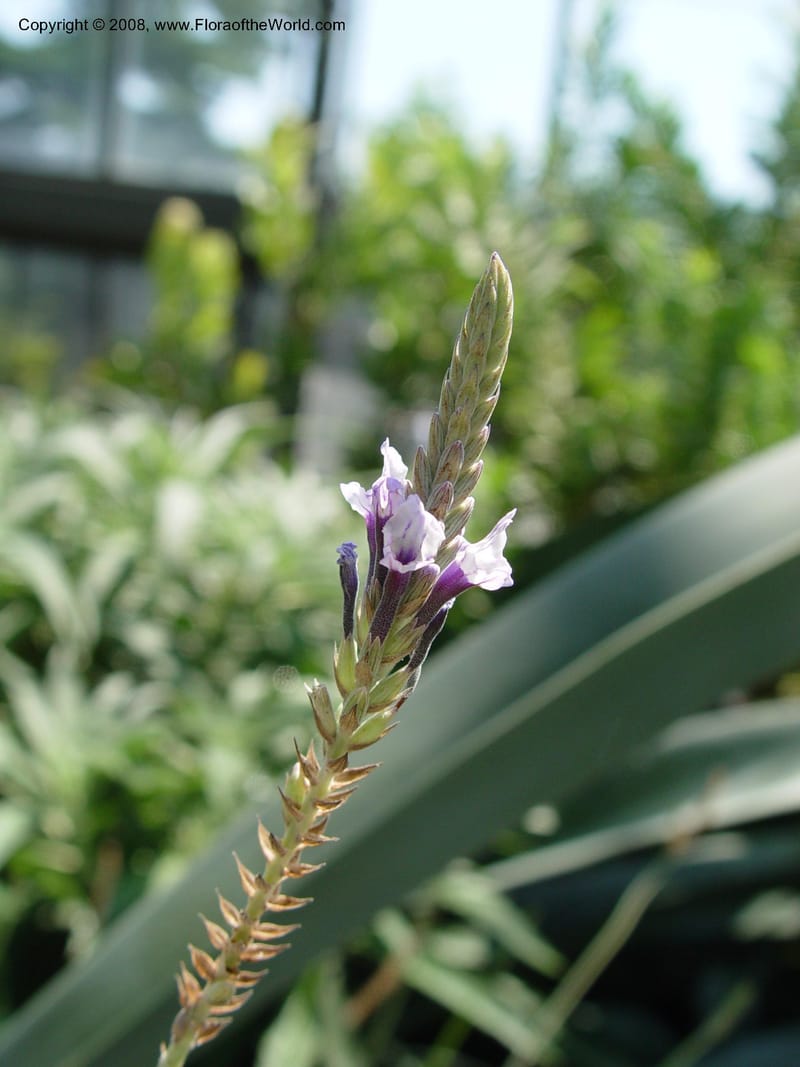 Lavandula buckii--PA. Longwood Gardens. 24 Jun 03. 024.jpg