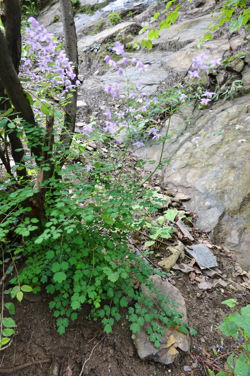 Thalictrum delavayi, C. Davidson 13765--China. Sichuan. Yibailingba-gou. 12 Aug 2017. DSC04660 (198).JPG