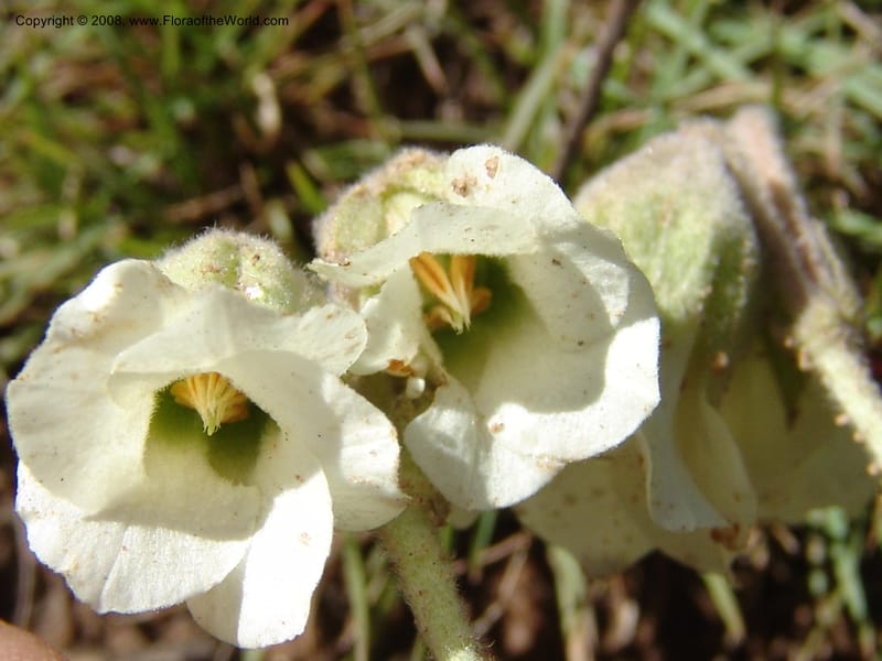 Hermannia geniculata--So.Africa. E. Cape. Moonstone Farm, Quanti Area, Stut. 8 Mch 05. 061.jpg