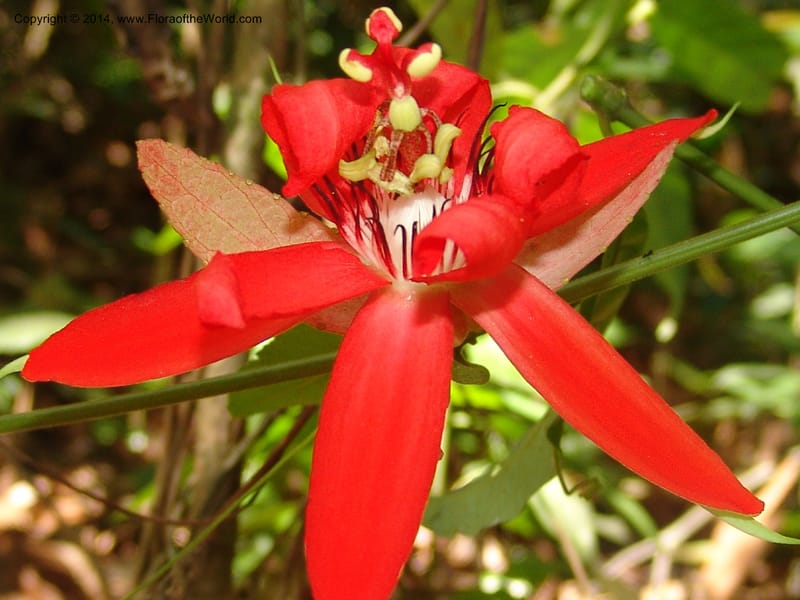 Passiflora, Farfan 805--Peru. Edo. Madre de Dios. Laguna Valencia. 22 Oct 05. 168.jpg