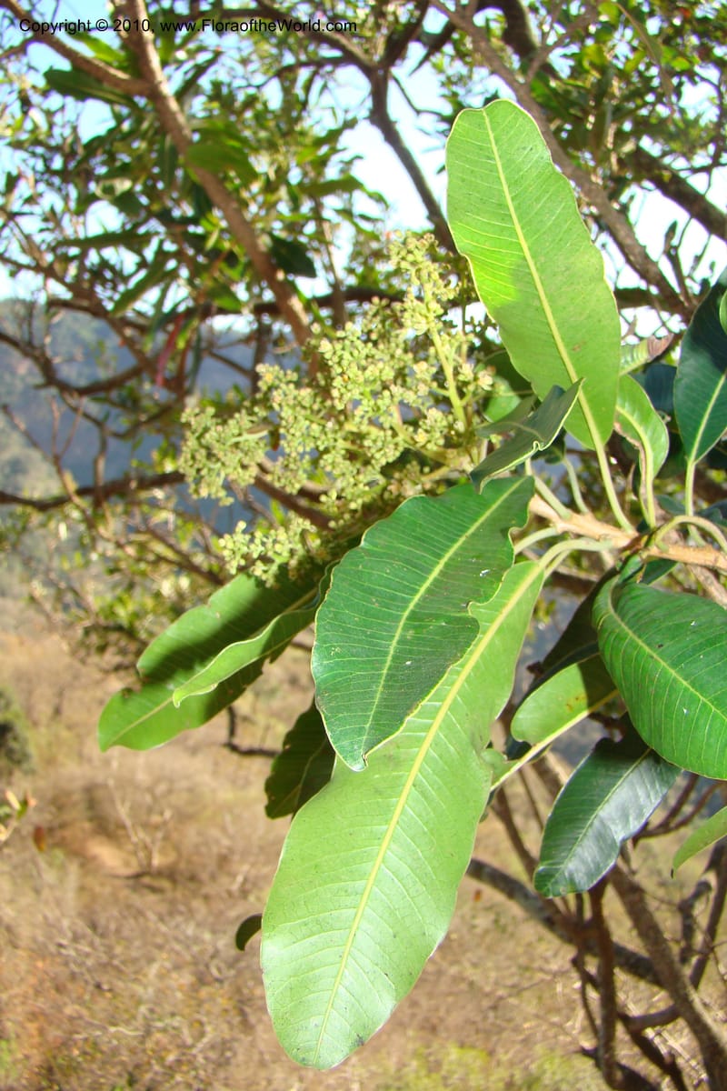 Protorhus longifolia, D. Styles xx--South Africa. KwaZulu-Natal. Kloof Gorge, Durban. 29 Aug 09. 001 (11).jpg