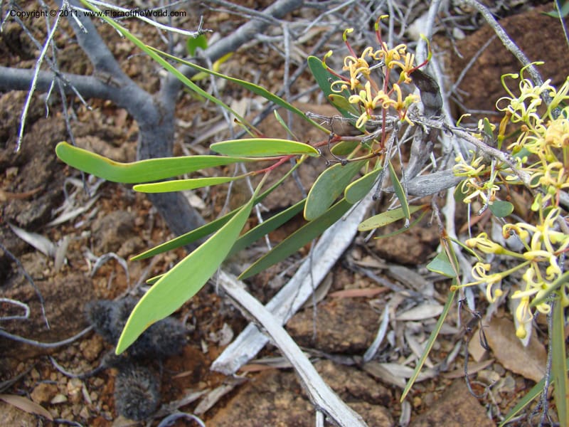 Stenocarpus, Munzinger, J 4738--New Caledonia,  Prov du Nord, Mine de Poum, 12 Nov 2007,  (4).jpg
