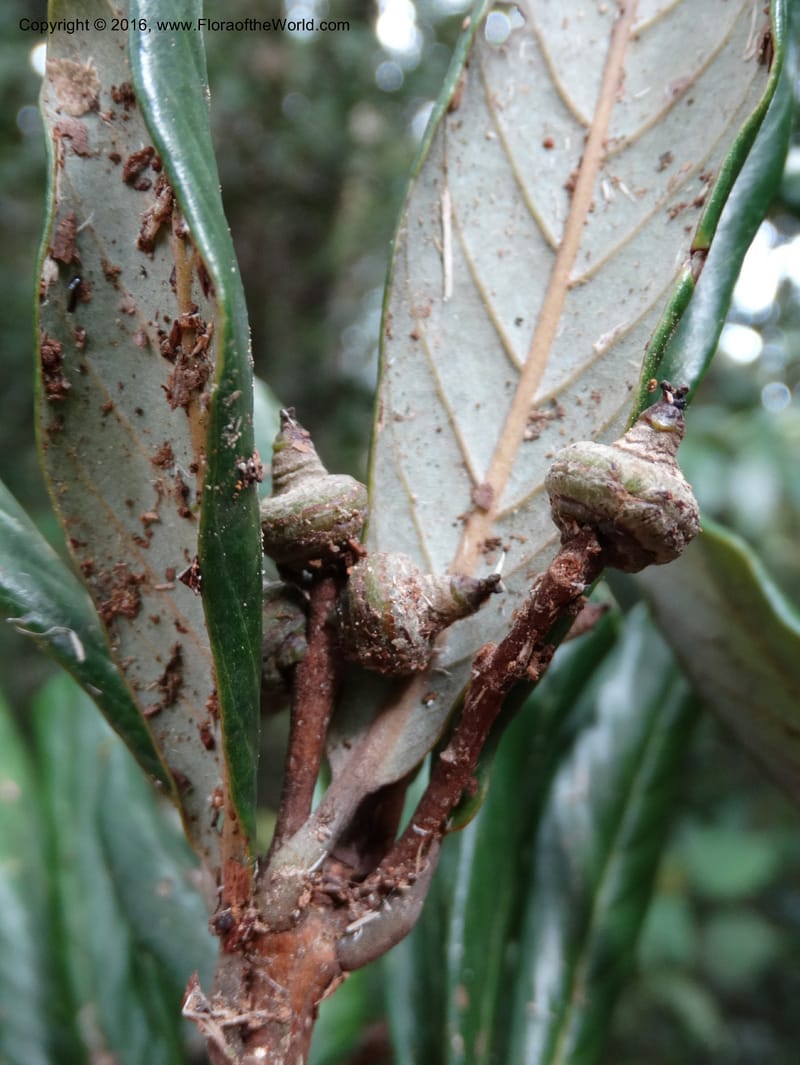 Lithocarpus, Davidson, C 12741--Sabah. Mt. Kinabalu. Bundu Tuhan Trail. 11 Oct 2014. DSC04153 (153).JPG
