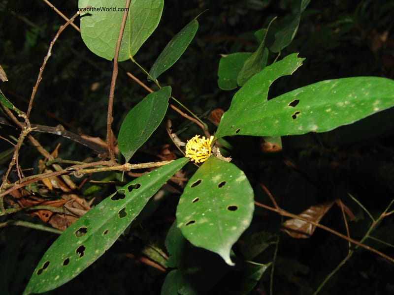 Psychotria, GWalters1693--Gabon. Prov. Estuaire. Mondah Forest. 23 Apr 06. 024.jpg