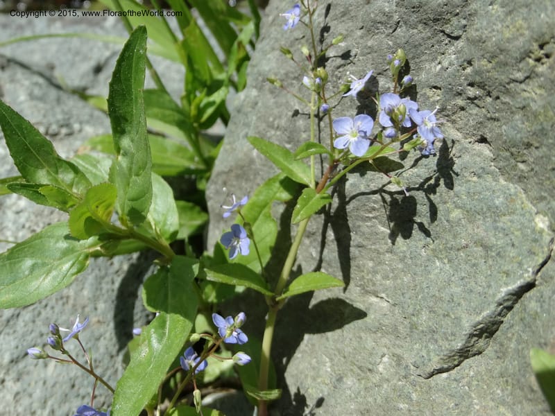 Veronica americana, Davidson, C 12583--ID. Idaho Co. Rd. to Seven Devils. Small Cr. 15 Jul 2014. DSC00072 (10).JPG