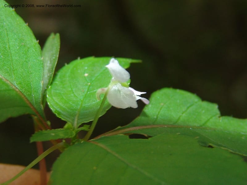 Impatiens, Z.Rogers842--Madag. Prov. Tuliar. Parc Nat. Zombitse.  13 Jan 06. 173.jpg