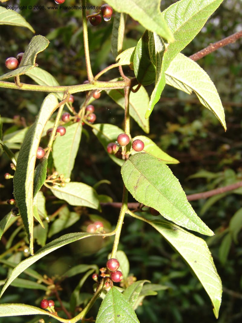 Rhamnus--Peru. Macchu Pichu. 23 Oct 07. 170.jpg
