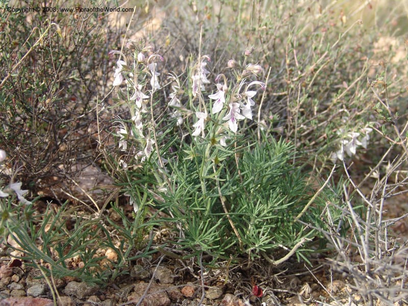 Teucrium pseudochamaepitys--Spain. Prov. Alm. Cabo d Gata. Jard.Bot.El Abardinal. 23 Apr 05. 138.jpg