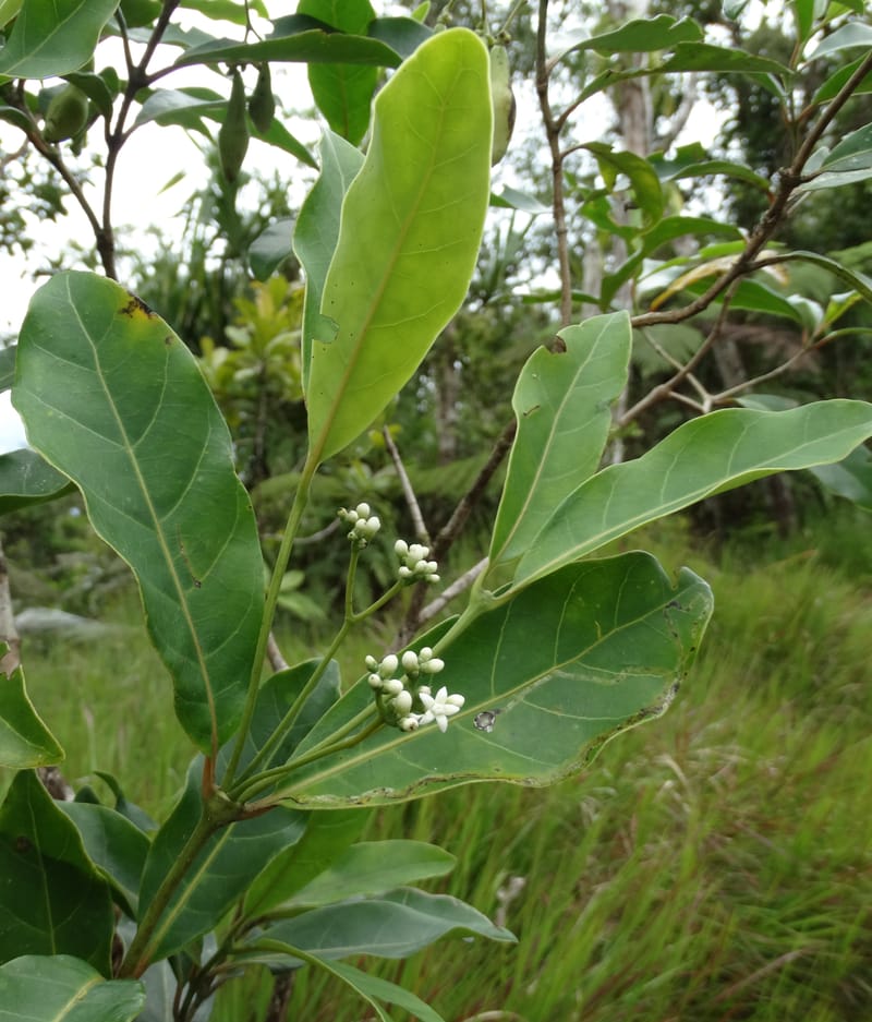 Neuburgia, Lowry, P 7330--Fiji. Delaikoro Mtn. 3 Nov 2015. DSC08393 (411).JPG