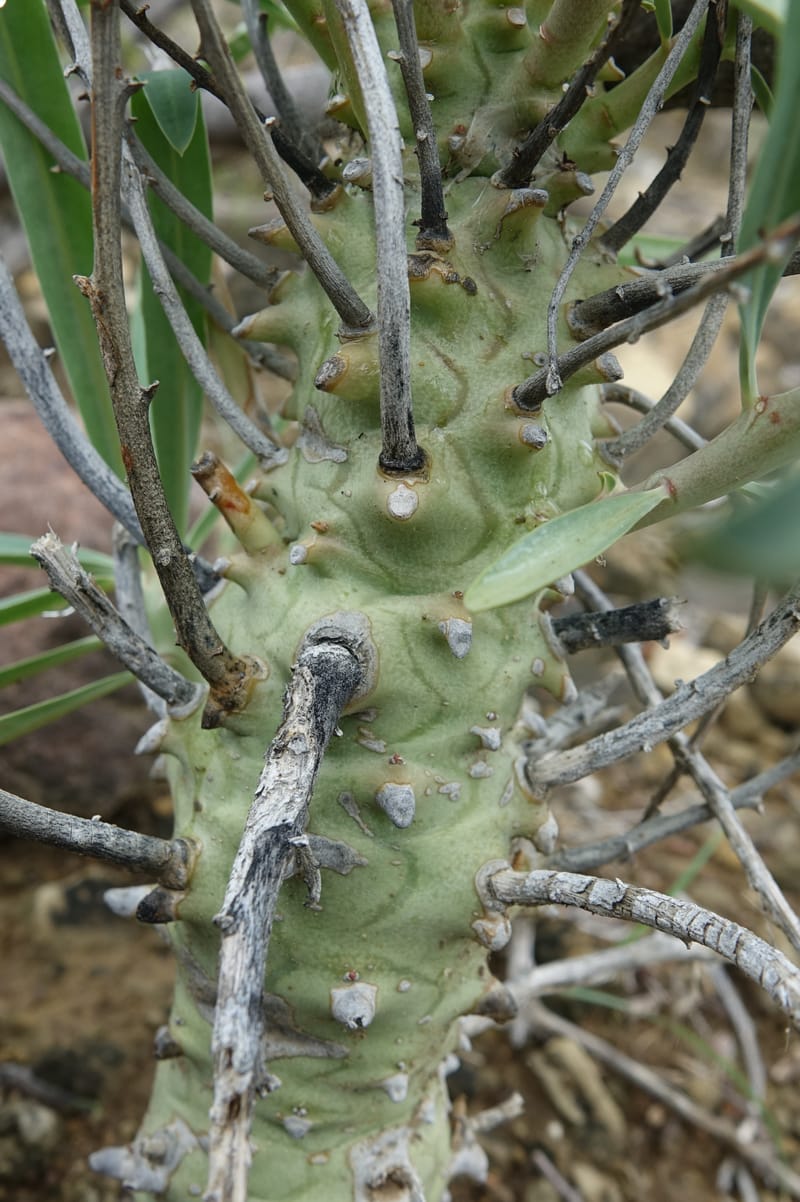 Euphorbia monteiroi, Nanyeni 1187--Namibia. Dry waterfal. 20 Mar 2018. DSC01925 (41).JPG