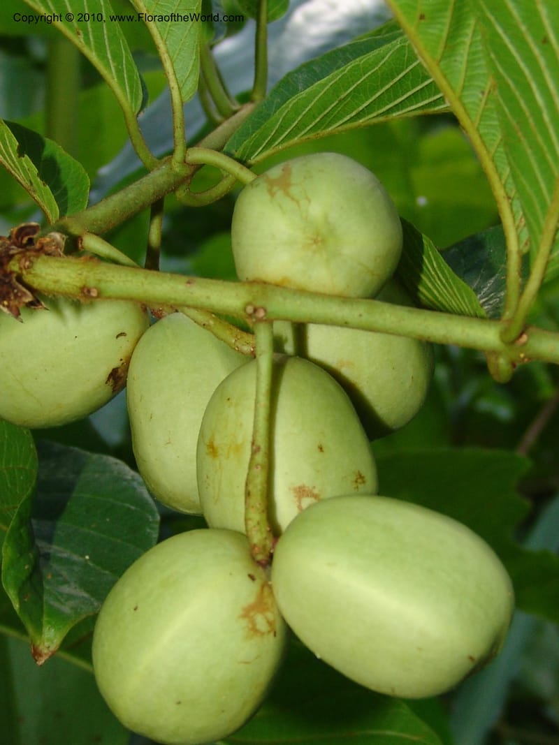 Combretum, R. Gereau 6806--Tanz. Ulanga Distr. Mbangayao Sch. 12 Feb 06.283 (8).jpg