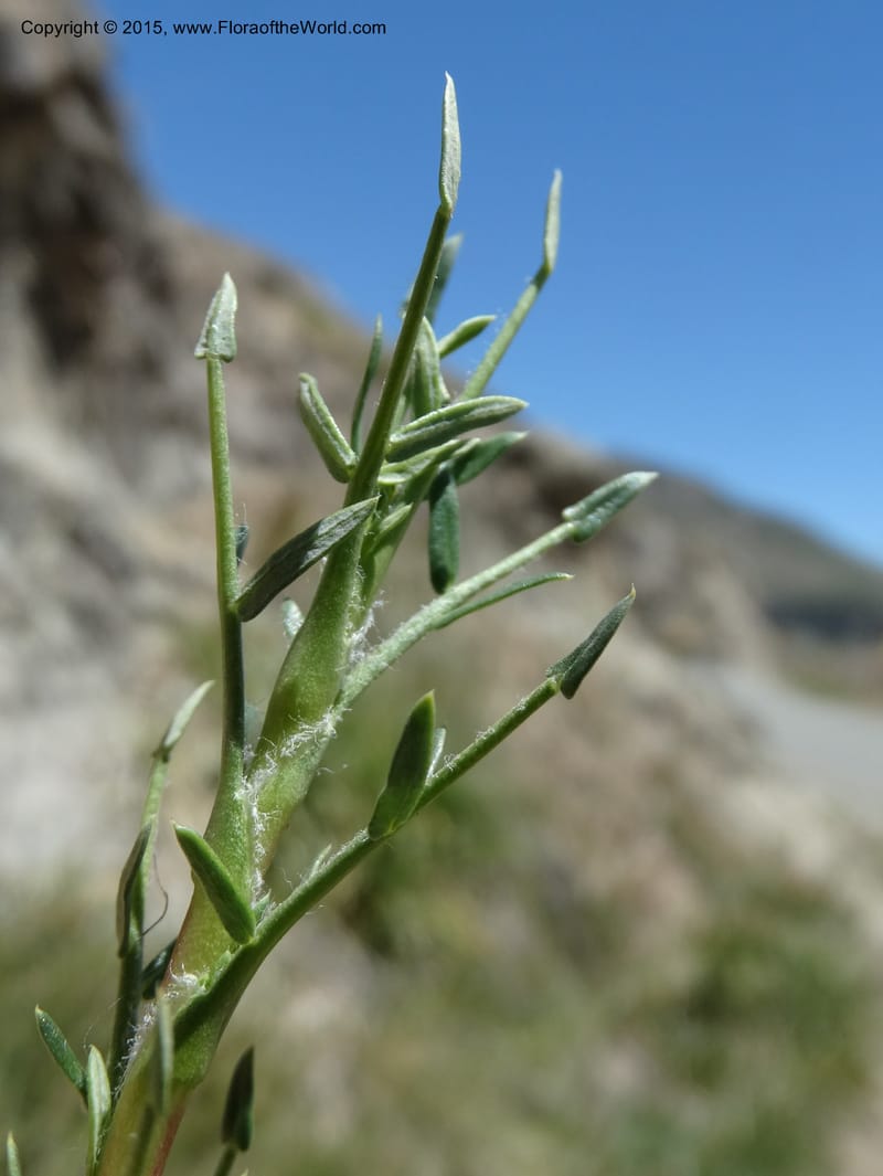 Tetraglochin alatum, Davidson, C 12788--Chile. Ruta 115, to Laguna del Maule. 24 Nov 2014. DSC07486 (304).JPG