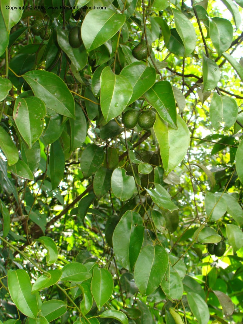 Anomospermum reticulatum, RAguilar11185--Costa Rica. Puntar. Osa. Los Mogos. 17 Apr 08. 011.jpg