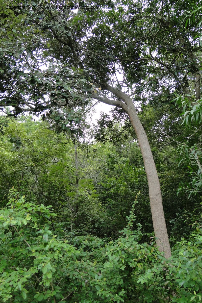 Parinari, Regalado 1949--Viet Nam. Forest Block 19. 15 May 2011. 169 (2).jpg