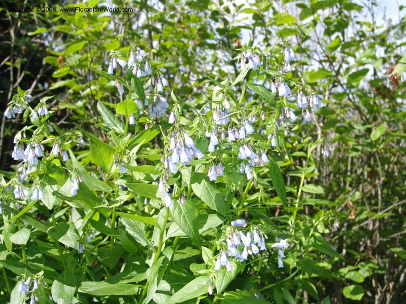 Mertensia paniculata, CDavidson11074--ID. Valley Co. Crestline Trail Rd., N of Payette Lake. 15 Jun 07 085.jpg