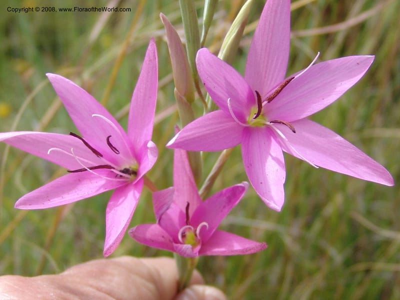 Hesperantha--So.Africa. E. Cape. R58 SE of Barkly East. 10 Mch 05. 160.jpg