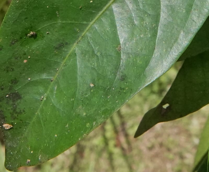 Irvingia gabonensis, C. Davidson 13929--Gabon. Missome Village. 31 Oct 2018. DSC00817 (149).JPG