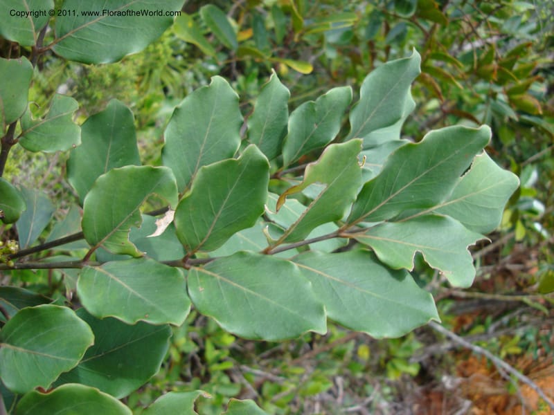 Polyscias, Lowry, P 6897--New Caledonia, Prov du Nord, Plateau de Poro, 16 ov 2007, (55).jpg