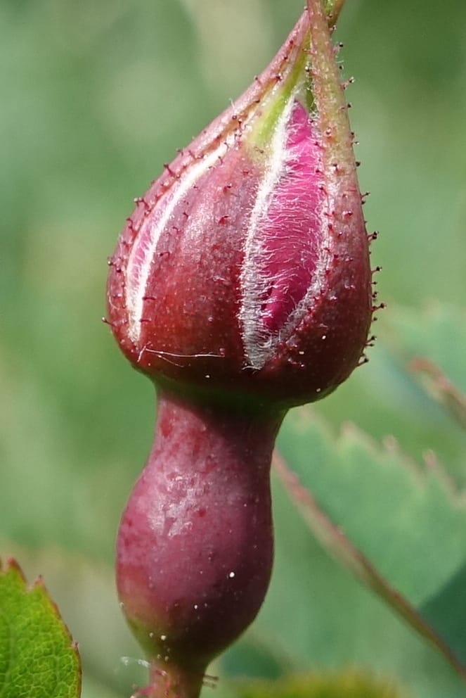 Rosa pendulina, Davidson, C 13265--Switzerland. Oberwald. Chapel St. Nikolas. 2 Jul 2016. DSC07728 (756).JPG