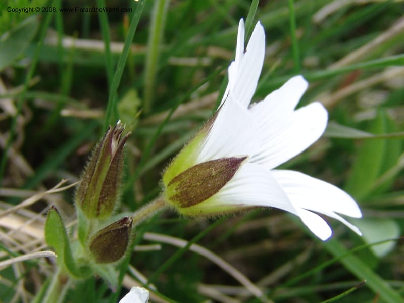 Cerastium purpurascens--Georgia. Kazbeki . Trail-road to Sameba Church. 2 Jun 05. 476.jpg