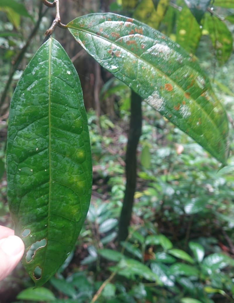 Thecacoris, C. Davidson 14074--Gabon. Raponda-Wallker. 28 Oct 2019. DSC02420 (25).JPG