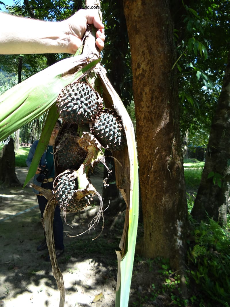 Pandanus unicornutus, Callmander 1050--Thailand. Ranong Prov. Klong Naka Wildlife Sanctuary. 14 Nov 2012. DSC09055 (241).JPG
