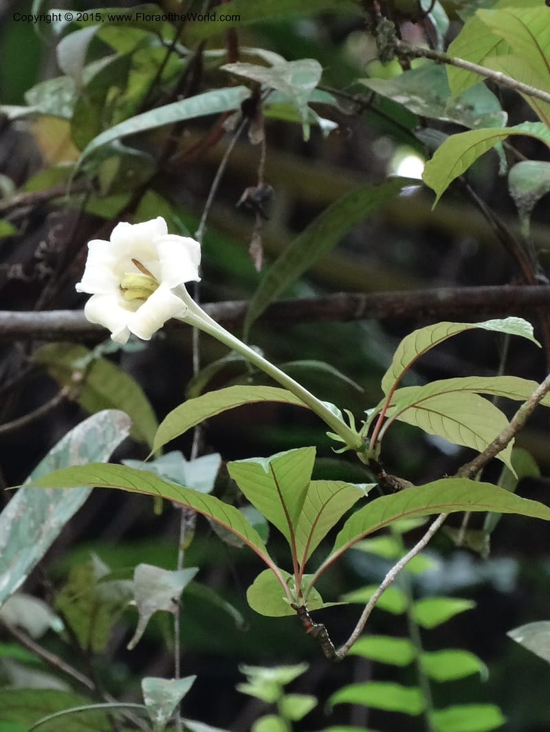 Euclinia longiflora, Davidson, C 12348--Cameroon. Ekondo Titi to Ekondo Nene. 21 Mar 2014. DSC02995 (29).JPG