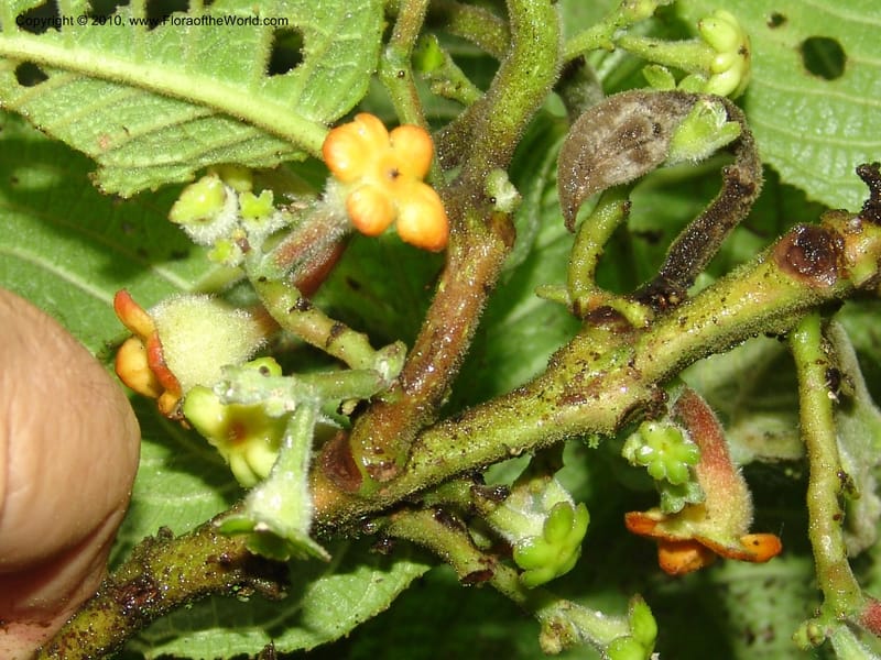 Siparuna aspera, Croat 95735--Ecuador. Maquipucuna Biol. Res. Send. Princip. 11 Mar 06. 260 (2).jpg
