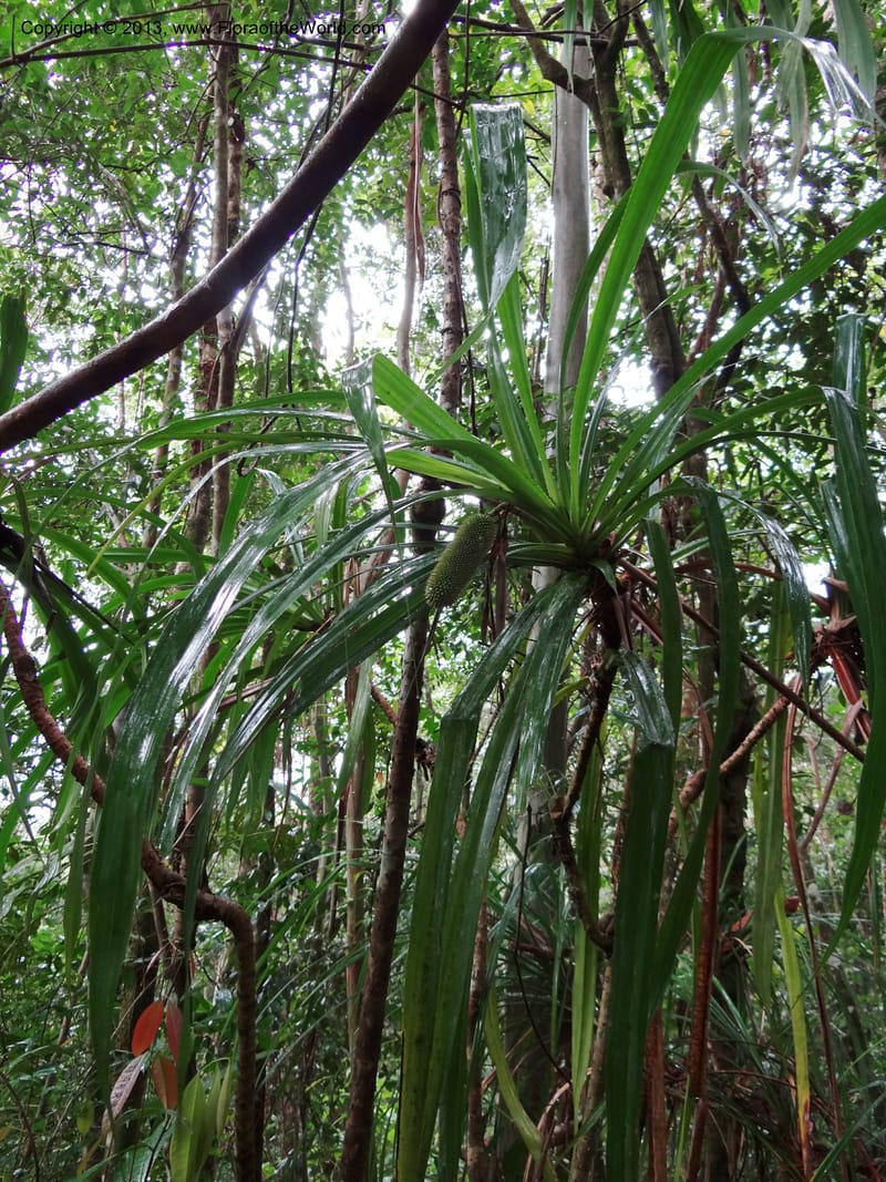 Benstonea rustica, Callmander 1011--Malaysia, Sarawak. Kubah Nat. Park. 28 Mar 2012. DSC05973 (191).JPG