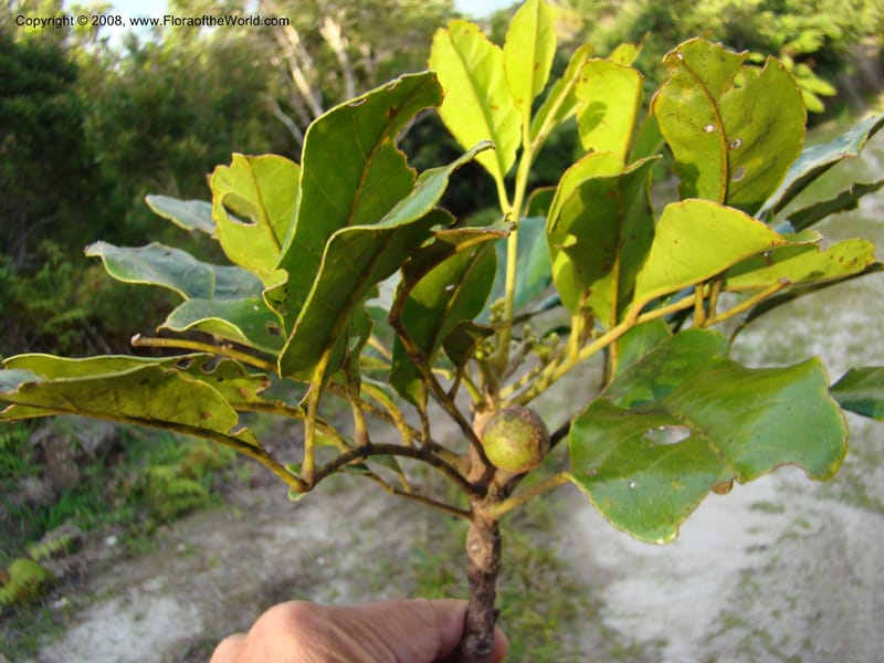 Dysoxylum, JMunzinger4716--New Caledonia. Mandjelia. 13 Nov 07. 308.jpg