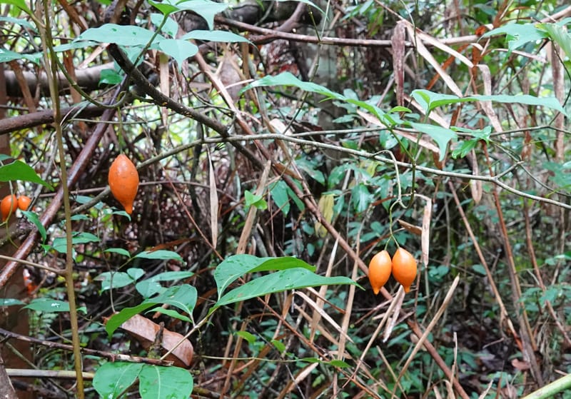 Tabernanthe iboga, C. Davidson 13949--Gabon. Mondah. Arb Raponda Walker. 4 Nov 2018. DSC01949 (59).JPG