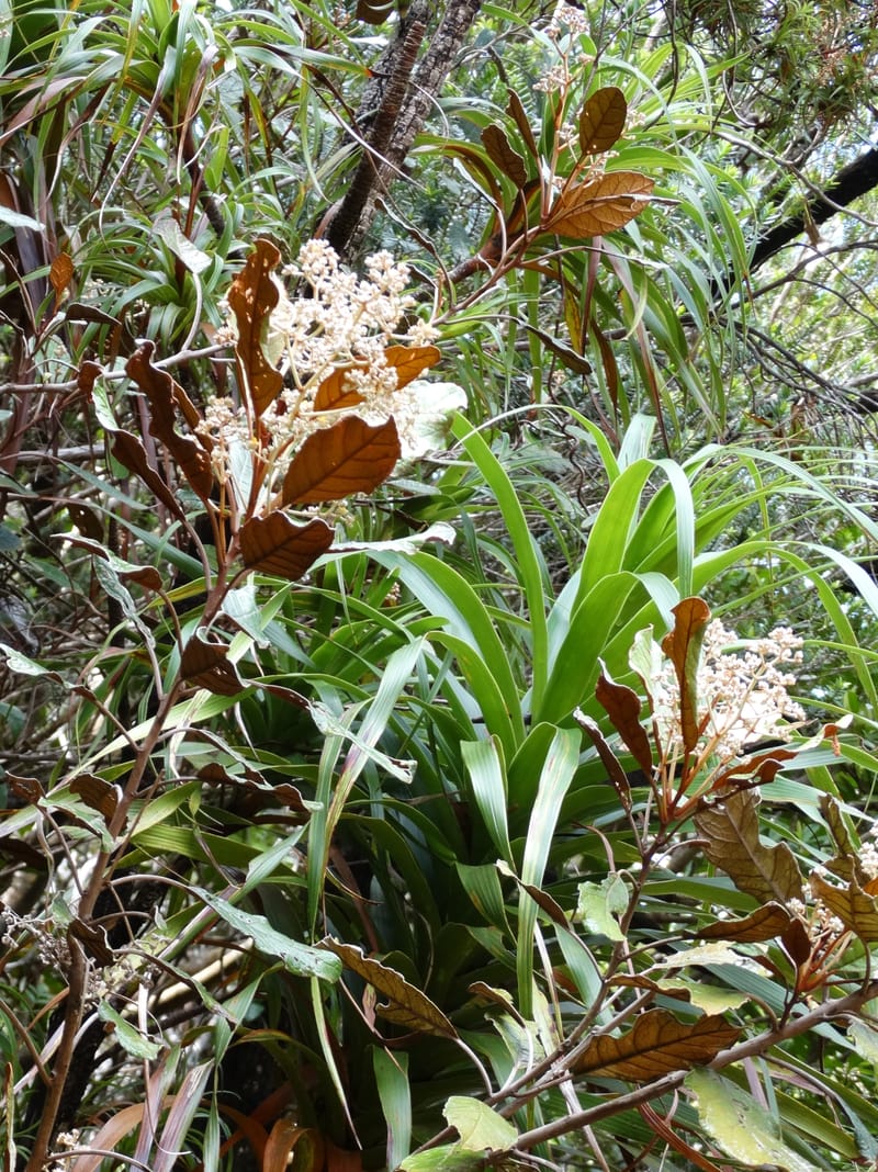 Argophyllum, Lowry, P 7423--New Caledonia. PinPin. 20 Nov 2015. DSC03938 (38).JPG