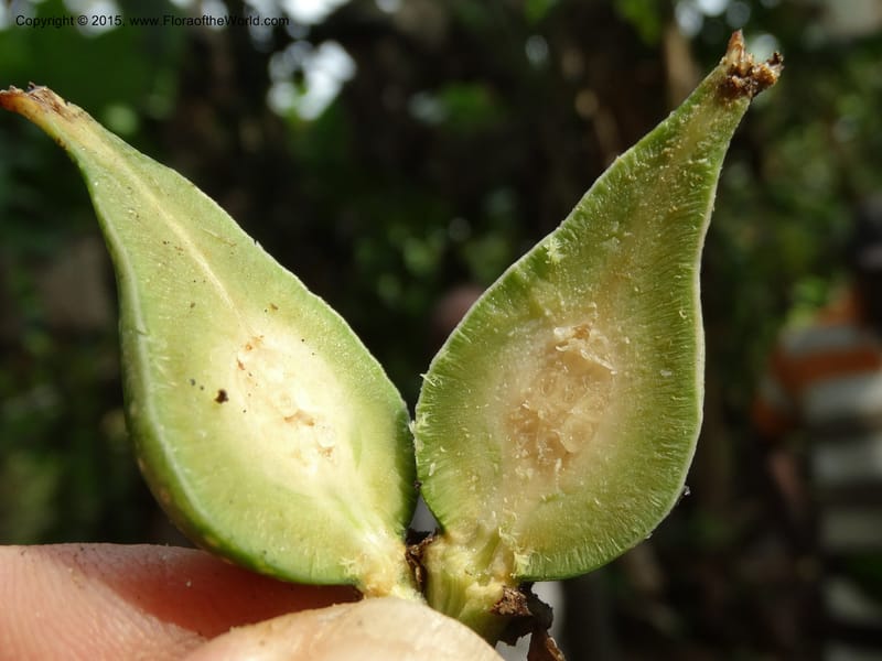 Oncoba, Davidson, C 12336B--Cameroon. Mokoko For. Res. 20 Mar 2014. DSC02622 (27).JPG