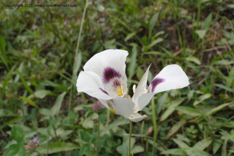 Calochortus eurycarpus, Davidson, C 11905--ID. Valley Co. Lick Creek Rd. 13 Aug 2011. 098 (2).jpg
