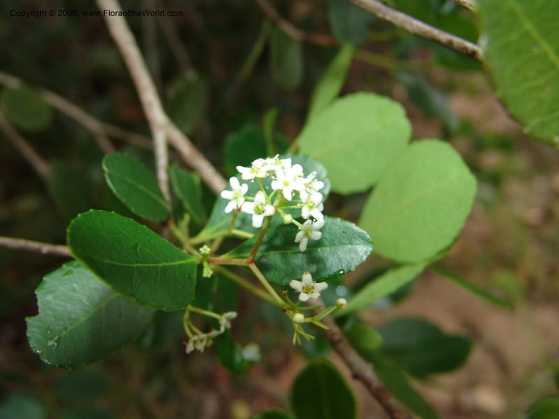 Cassine--So.Africa. E. Cape. Trappes Valley. 7 Mch 05. 068.jpg