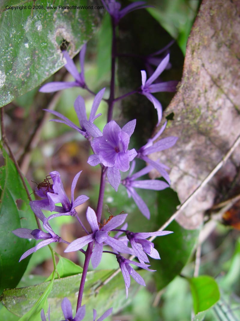 Petraea, ETepe600--Fr. Guiana. Piste de Saint-Elie.  20 Mar 02. 003.jpg