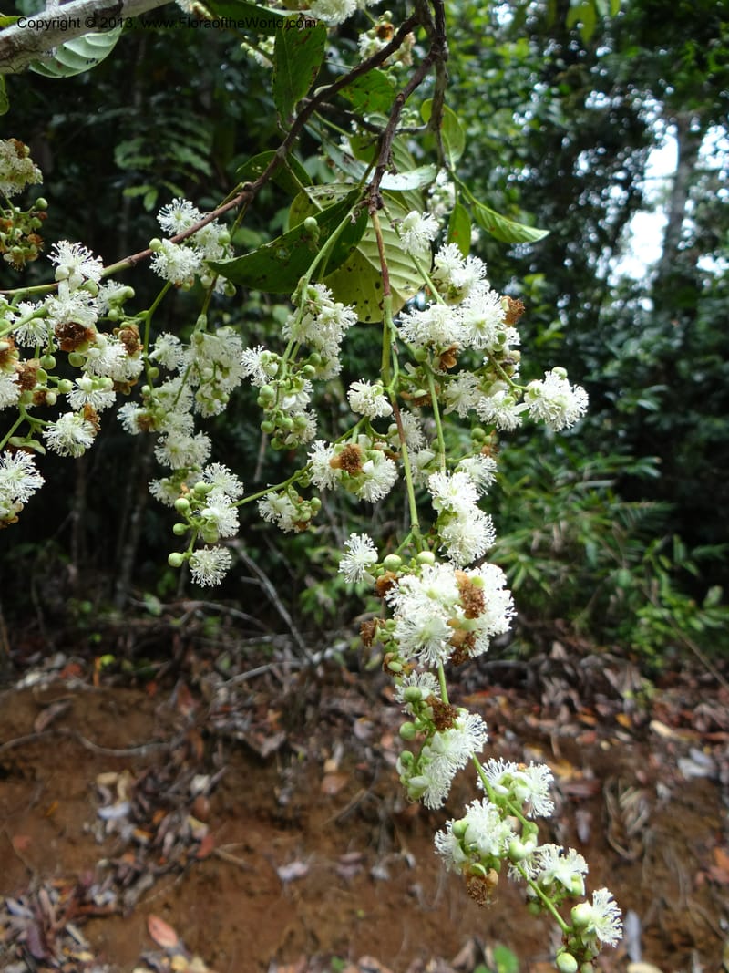 Tetracera nordtiana, Gray, B 9632--Australia. Queensland. Misty Mtn. Rd. 12 Nov 2013. DSC08108 (37).JPG