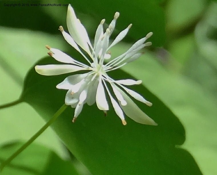 Thalictrum clavatum, Davidson, C 12989--North Carolina. Clay Co. Perry Gap Rd, Barnard's Cr. 13 May 2015. DSC04860 (290).JPG